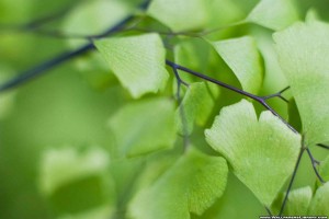 green-leaves-wallpaper