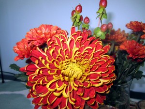 close-up-flowers